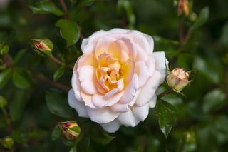 花，春天，自然，植物，花，植物，五颜六色，粉红色