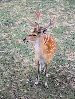 哈特, 梅花, 男性, 动物, 鹿角, 头, 毛皮, 动物园