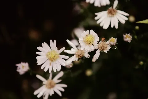 黑色,花朵,花朵,雏菊,花朵,花瓣,白色,黄色 黑色,花朵,花朵,雏菊,花朵,花瓣,白色,黄色