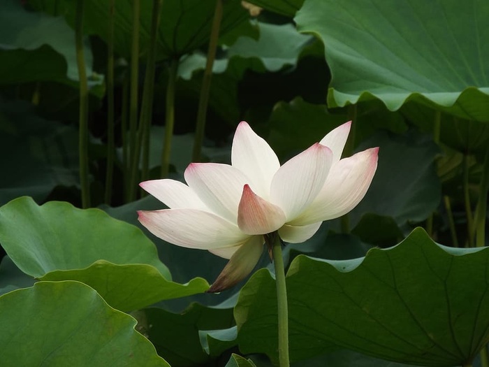 莲花、端午节、贵族、花、叶、开花植物、植物部分、植物