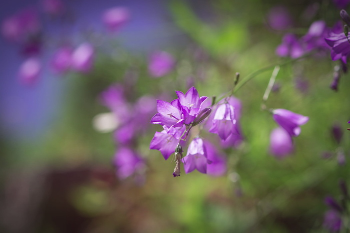 风铃花，紫色，紫色风铃花，风铃花科，桔梗科，花，花，花紫色