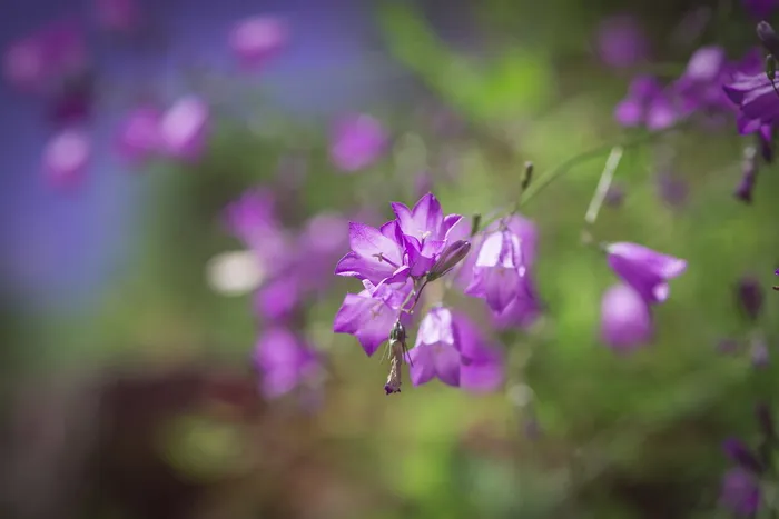 风铃花，紫色，紫色风铃花，风铃花科，桔梗科，花，花，花紫色