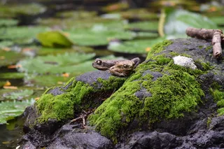 斐济、纳迪、沉睡巨人花园、苔藓、岩石、水、青蛙、莉莉