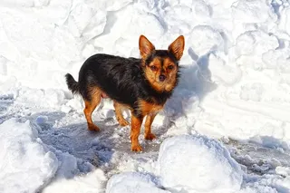 狗、冬天、雪、寒冷、杂交、单一动物、动物主题、宠物