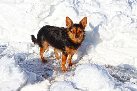 狗、冬天、雪、寒冷、杂交、单一动物、动物主题、宠物 狗、冬天、雪、寒冷、杂交、单一动物、动物主题、宠物