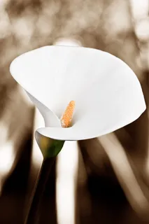 自然、花朵、花瓣、脆弱性、脆弱性、开花植物、新鲜度、特写