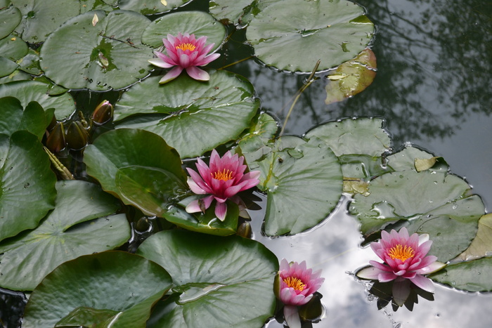 睡莲、花、水、花瓣、开花植物、植物、叶子、大自然之美