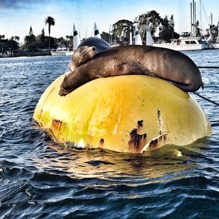 美国, 圣地亚哥, 使命湾, 水, 海洋, 海, 野生动物, 密封