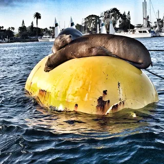 美国, 圣地亚哥, 使命湾, 水, 海洋, 海, 野生动物, 密封