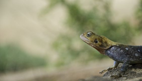肯尼亚，察沃，察沃东部国家公园，蜥蜴，五颜六色，爬行动物，动物主题，动物