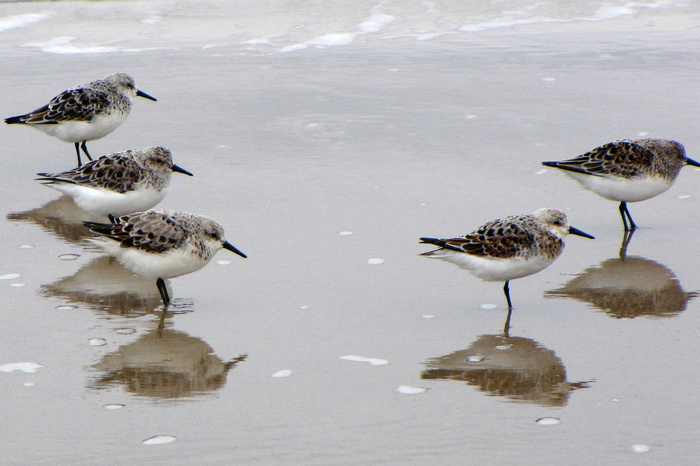 鸟，水鸟，海，海滩，丹麦，日德兰群岛，桑德林，calidris alba