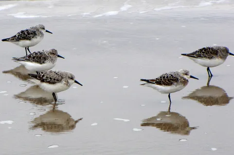 鸟,水鸟,海,海滩,丹麦,日德兰群岛,桑德林,calidris alba 鸟,水鸟,海,海滩,丹麦,日德兰群岛,桑德林,calidris alba