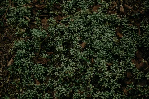 绿色植物的选择性聚焦摄影