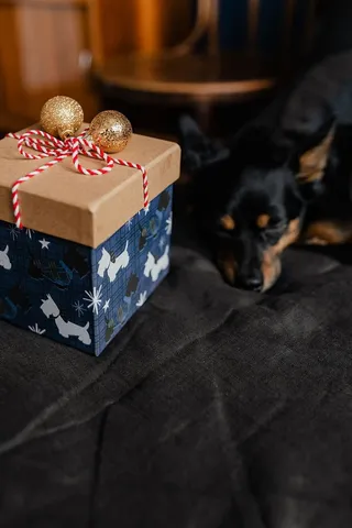 送给可爱小狗的圣诞礼物