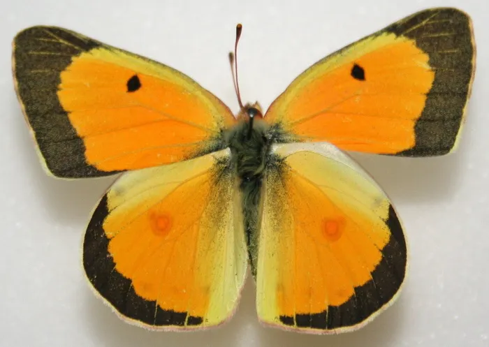 雄性橙硫，科里亚斯广谱