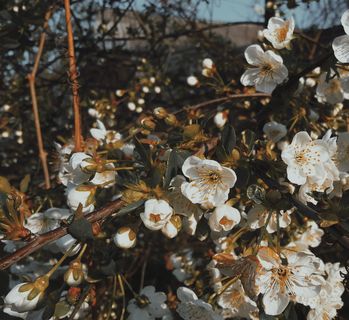 植物，花，花，樱花，花粉，花瓣，天竺葵，食物