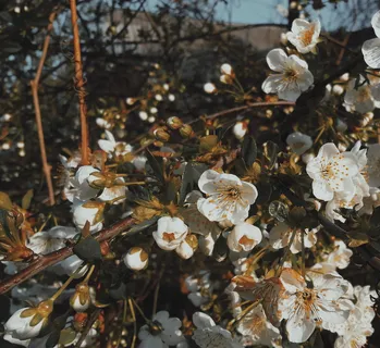 植物，花，花，樱花，花粉，花瓣，天竺葵，食物