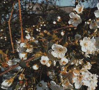 植物，花，花，樱花，花粉，花瓣，天竺葵，食物