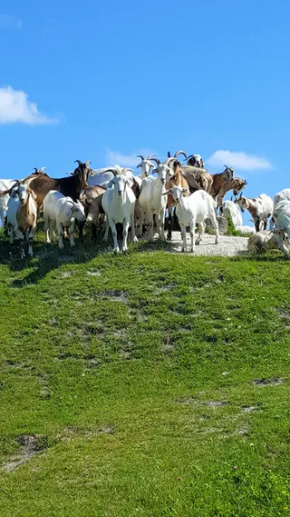 natural，moen，2017年6月，牲畜，哺乳动物，家畜，家畜，草