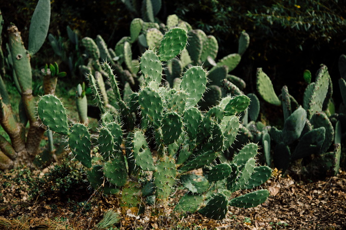 绿色仙人掌植物，绿色，印度无花果仙人掌，仙人掌，仙人掌，沙漠植物，植物，刺