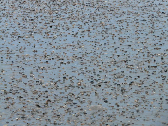 海滩，沙子，贻贝，鸡，卡迪科，海滩，沙子，性病，海