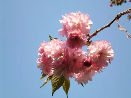花,粉红色,春天,春天的花,自然,粉红色,生长,树 花,粉红色,春天,春天的花,自然,粉红色,生长,树