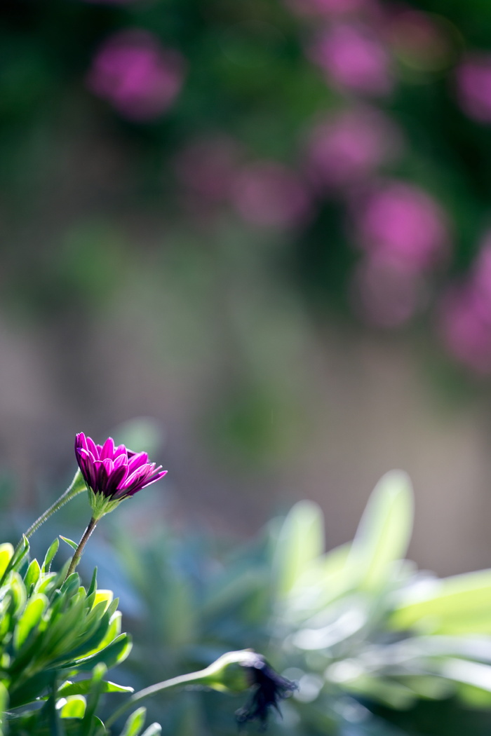 花，紫色，绿色，自然，颜色，花，花园，植物