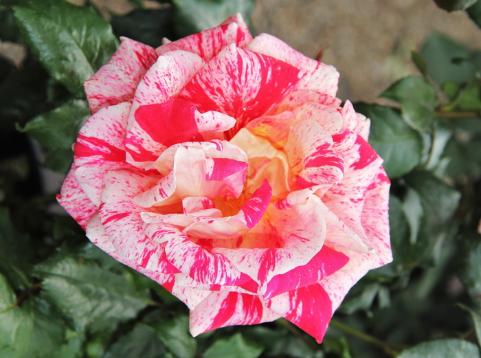 floribunda，玫瑰绽放，非凡，颜色多样，多色，花朵，花朵，绽放