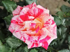 floribunda，玫瑰绽放，非凡，颜色多样，多色，花朵，花朵，绽放