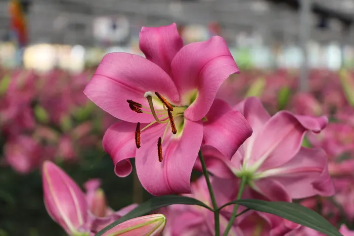 美丽，灿烂，花朵，礼来公司，花朵，单一，开花，新鲜