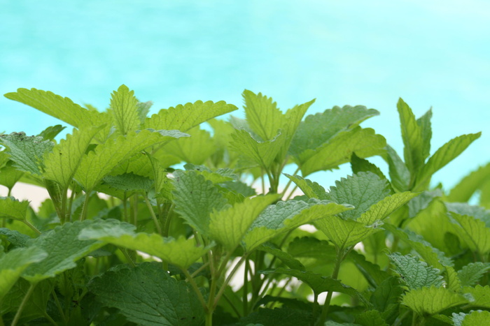 叶子，植物，自然，草，草药，新鲜，生长，没有人