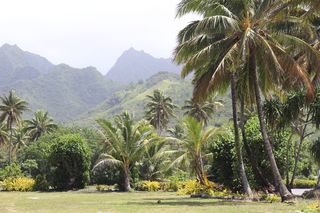 库克群岛，拉罗通加，绿色，棕榈，丛林，高山，椰子，树木