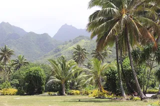 库克群岛，拉罗通加，绿色，棕榈，丛林，高山，椰子，树木