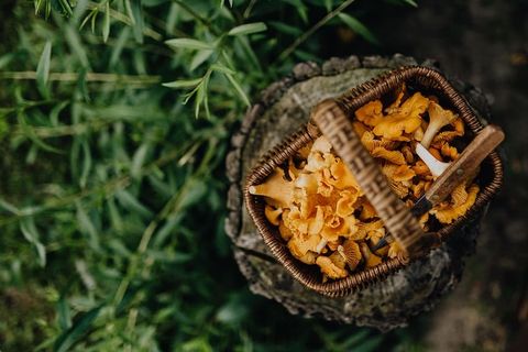 在树林里采蘑菇