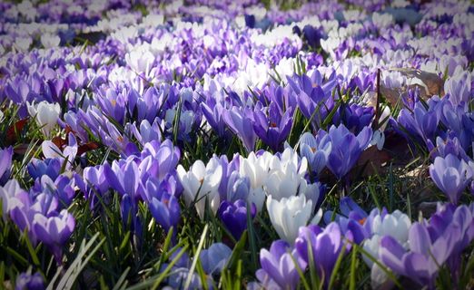 番红花，花园，花朵，早睡早起，春天，大自然，春天的花朵，花海