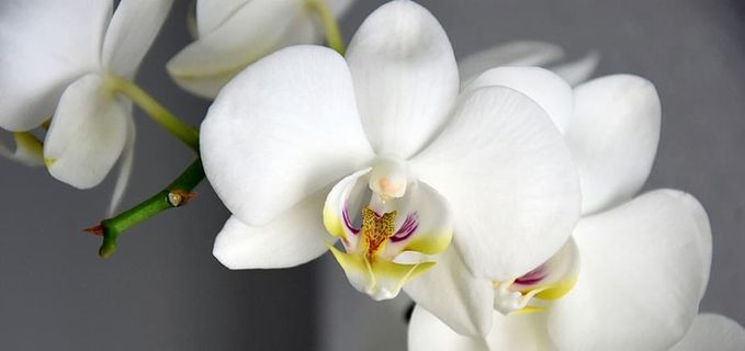 花，植物，自然，热带，美丽，虎鲸，开花植物，脆弱