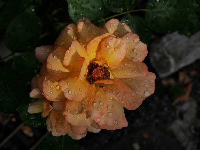 玫瑰，雨，暴雨，光，黄色，水滴，滴水，湿