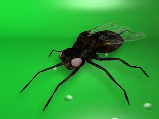 苍蝇，昆虫，特写，3d，渲染，3d渲染，动物，动物主题