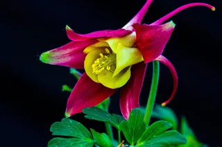 科伦拜恩，bloom，bloom，flower，紫色，flora，普通科伦拜恩，普通akelei