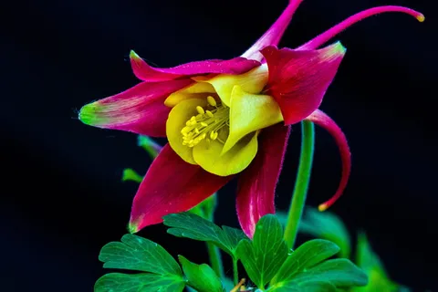 科伦拜恩,bloom,bloom,flower,紫色,flora,普通科伦拜恩,普通akelei 科伦拜恩,bloom,bloom,flower,紫色,flora,普通科伦拜恩,普通akelei