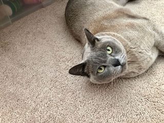 可爱，猫，动物主题，一种动物，动物，哺乳动物，宠物，家养