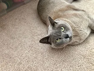 可爱，猫，动物主题，一种动物，动物，哺乳动物，宠物，家养