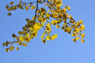风景, 树, 银杏, 树枝, 肯塔基, 叶子, 天空, 植物