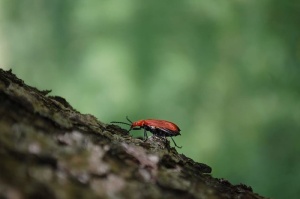 红色、甲虫、昆虫、树皮、树木、动物、绿色、爬行