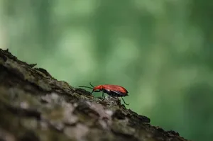 红色、甲虫、昆虫、树皮、树木、动物、绿色、爬行