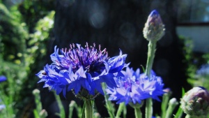 单身汉纽扣，蓝色花，花，花园，花园，花，自然，紫色，花