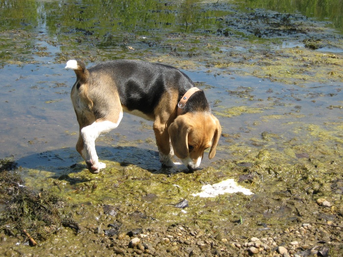 小猎犬，狗，水，铜，窥探，搜索，小狗，小狗