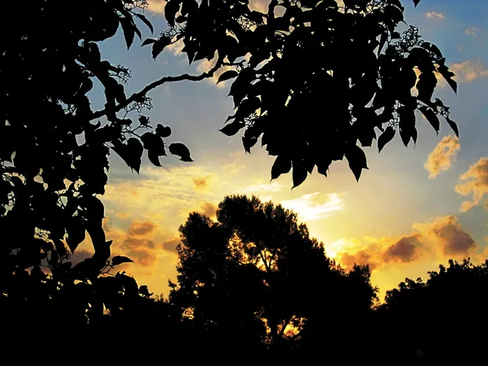 日落，金色，黄色，云，光，天空，蓝色，树木