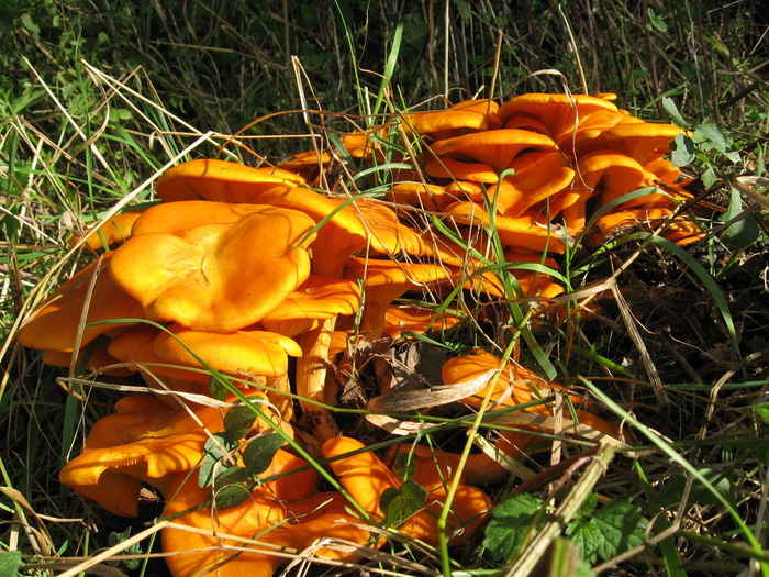 油树皮，发光，油，树皮，Omphalotus Illudens，发光油树皮，蘑菇，森林
