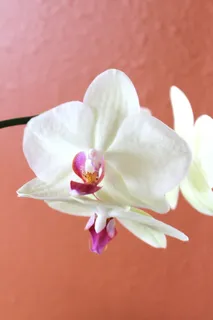 兰花,白色,花,热带,花瓣,开花,植物群,开花 兰花,白色,花,热带,花瓣,开花,植物群,开花